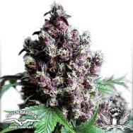 Dutch Passion Seeds Frisian Duck